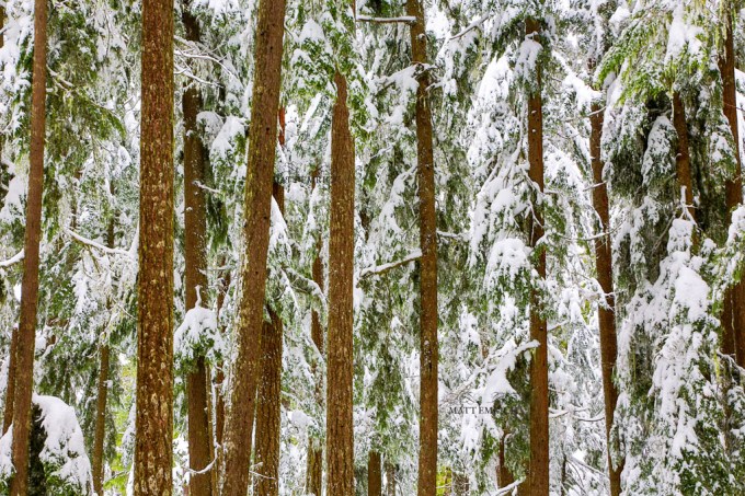 Salt Creek Falls wedding photos