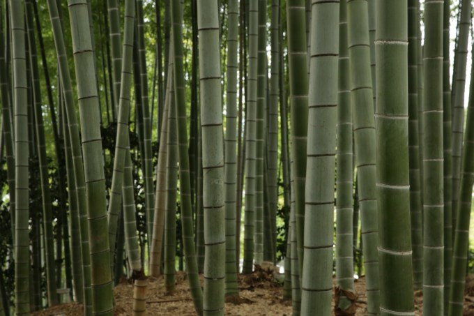Kodaiji Bamboo