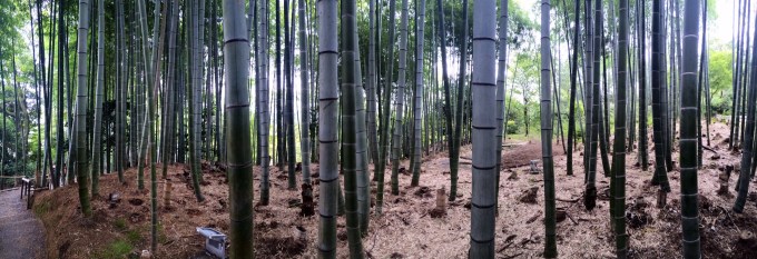 Kodaiji Bamboo, pano
